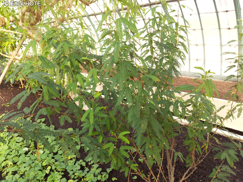 Fabaceae - Mimosa polycarpa - Mimosa polycarpe