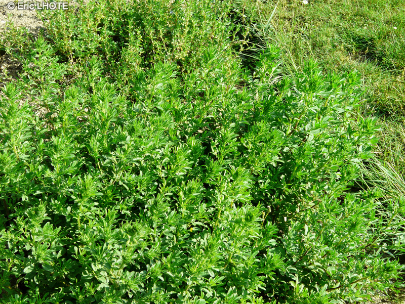 Fabaceae - Ononis natrix - Coquecigrue