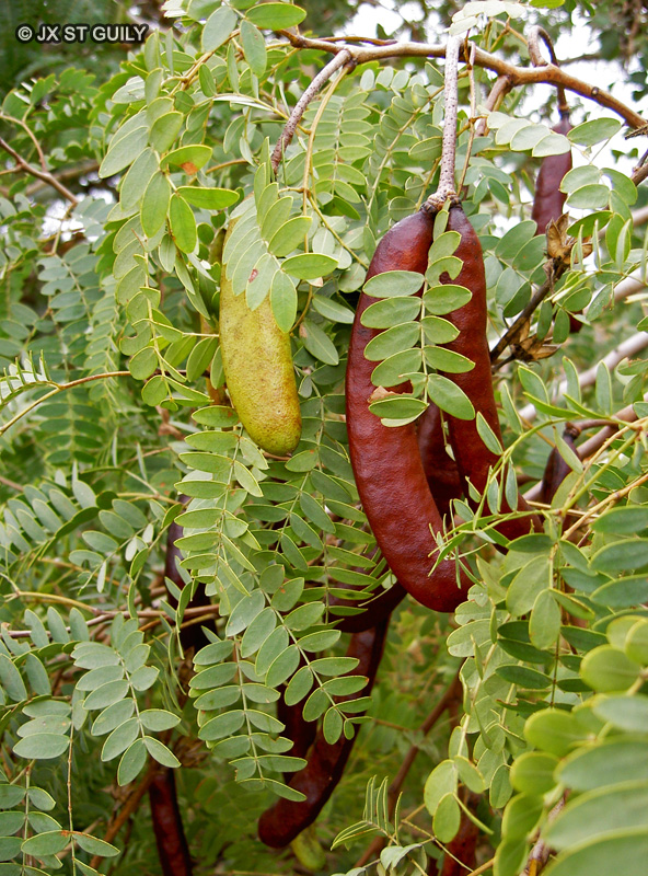 Fabaceae - Prosopis africana - Prosopis Africain, Kiriya, Zamturi
