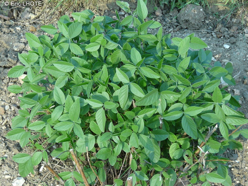 Fabaceae - Psoralea bituminosa - Psoralée bitumineuse, Trèfle bitumineux, Herbe au bitume