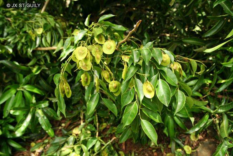 Fabaceae - Pterocarpus indicus - Sang dragon, Bois de corail dur, Narra