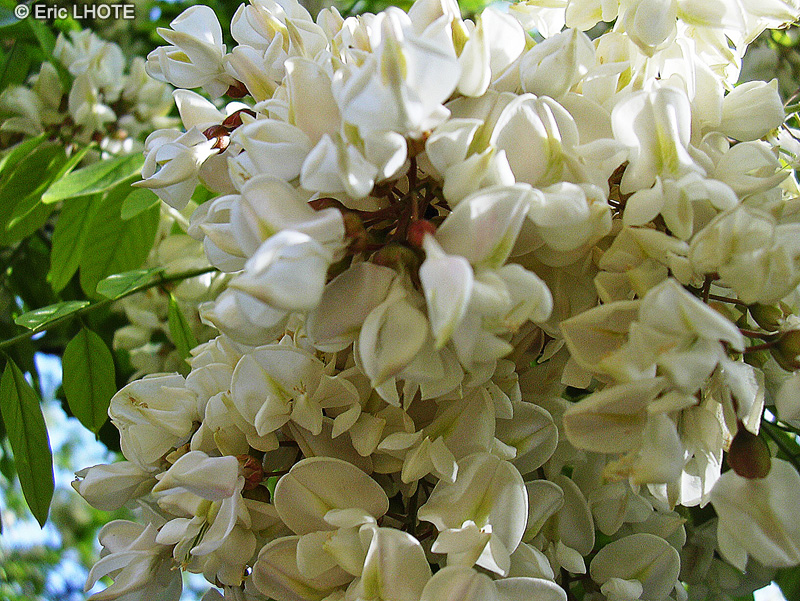 Fabaceae - Robinia pseudoacacia - Robinier, Faux Acacia, Acacia blanc