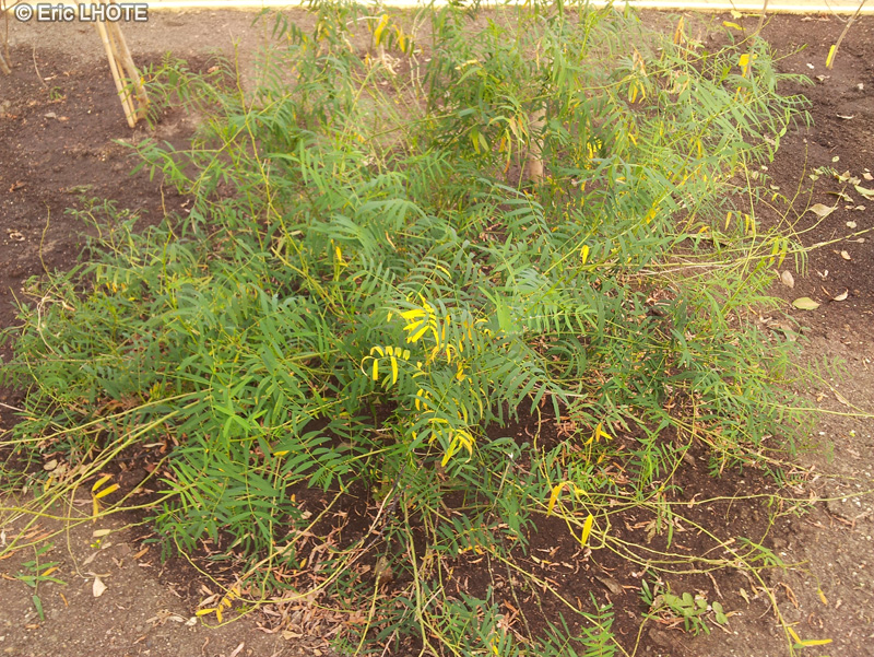 Fabaceae - Senna obtusifolia - Gomme de casse