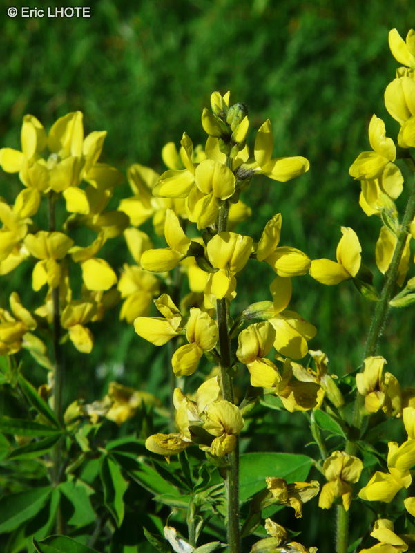 Fabaceae - Thermopsis montana - Faux Lupin