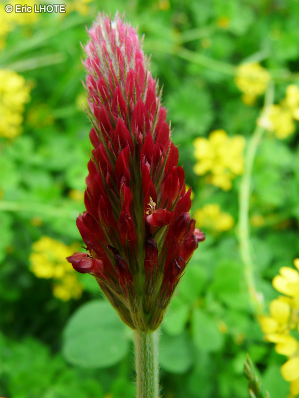  - Trifolium incarnatum - 