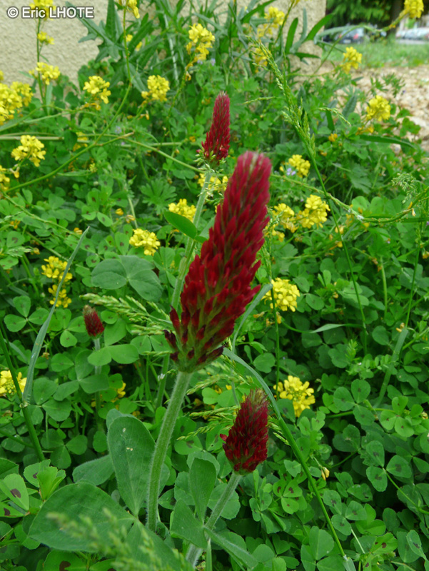 Fabaceae - Trifolium incarnatum - Trèfle incarnat, Trèfle du Roussillon
