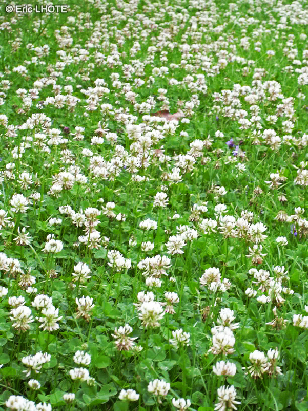  - Trifolium repens - 