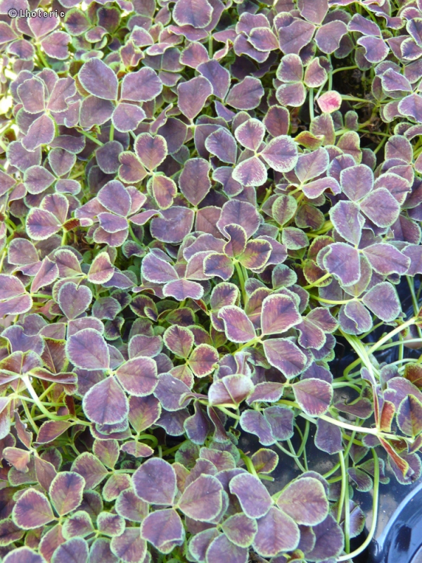 Fabaceae - Trifolium repens var nigricans - Trèfle rampant