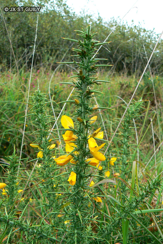 Fabaceae - Ulex gallii - Ajonc de Le Gall