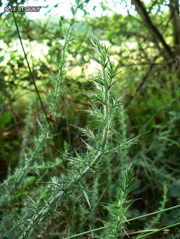 Fabaceae - Ulex minor - Petit Ajonc, Ajonc nain