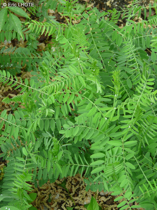 Fabaceae - Vicia cassubica - Vesce des Cassubes, Vesce de Poméranie