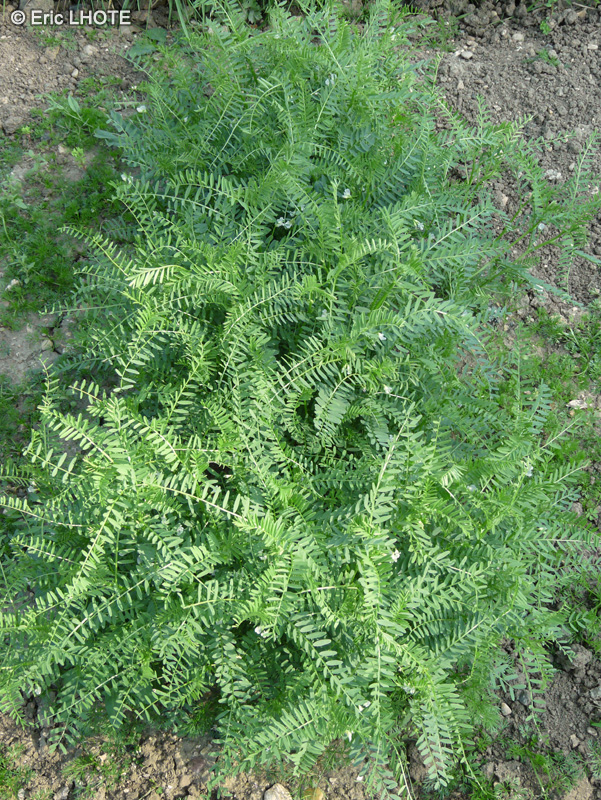 Fabaceae - Vicia ervilia - Lentille bâtarde