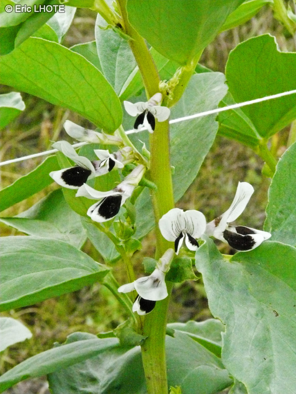 Fabaceae - Vicia faba - Fève, Fève de Cala, Fayot, Fève des marais, Fève des champs