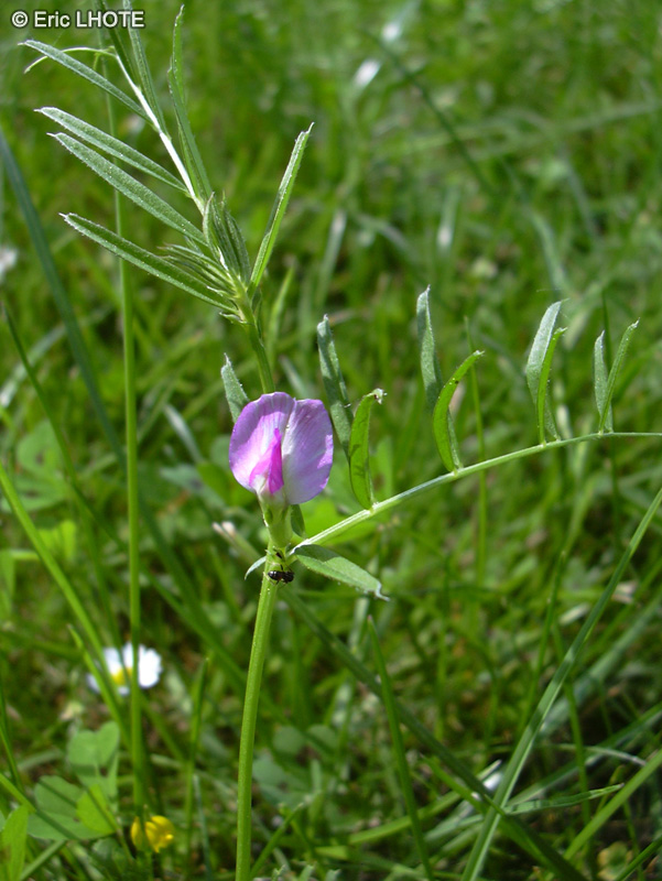 Fabaceae - Vicia sativa - Vesce commune, Vesce cultivée