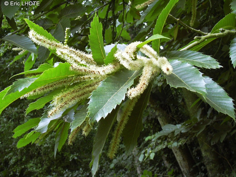 Fagaceae - Castanea sativa - Châtaignier commun