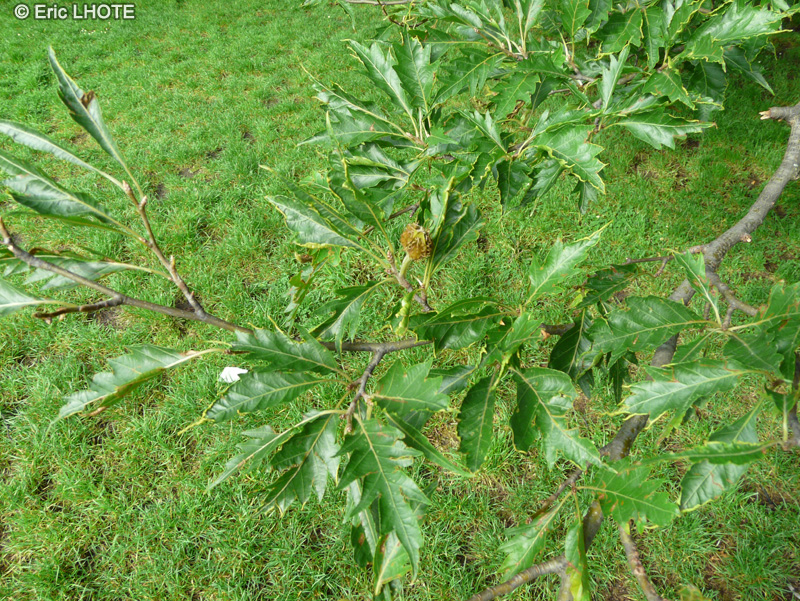  - Fagus sylvatica Heterophylla Laciniata - 