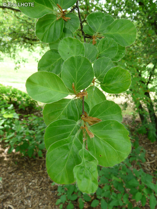  - Fagus sylvatica Rotundifolia - 
