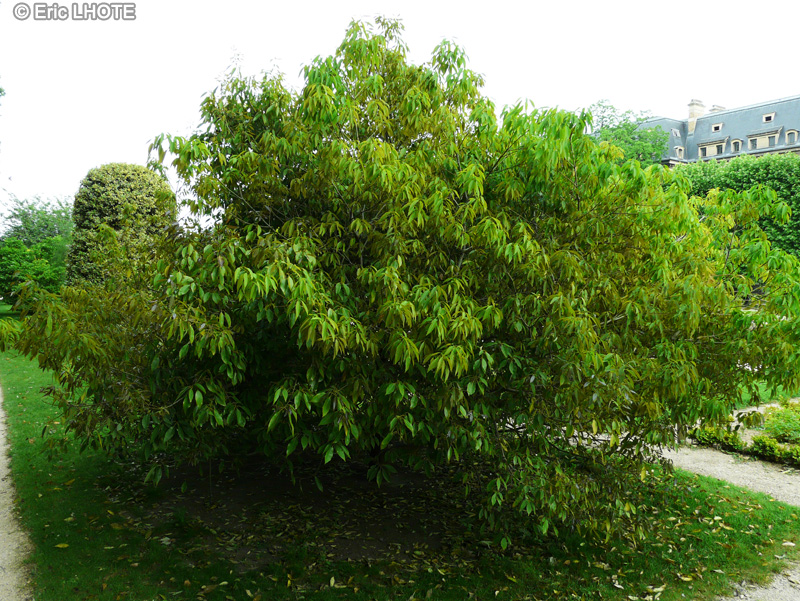  - Quercus Myrsinifolia - 