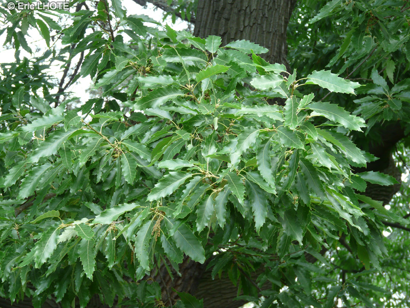  - Quercus castaneifolia - 