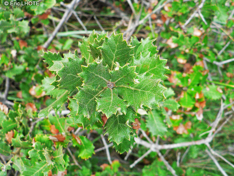 Fagaceae - Quercus ilex - Chêne vert, Yeuse