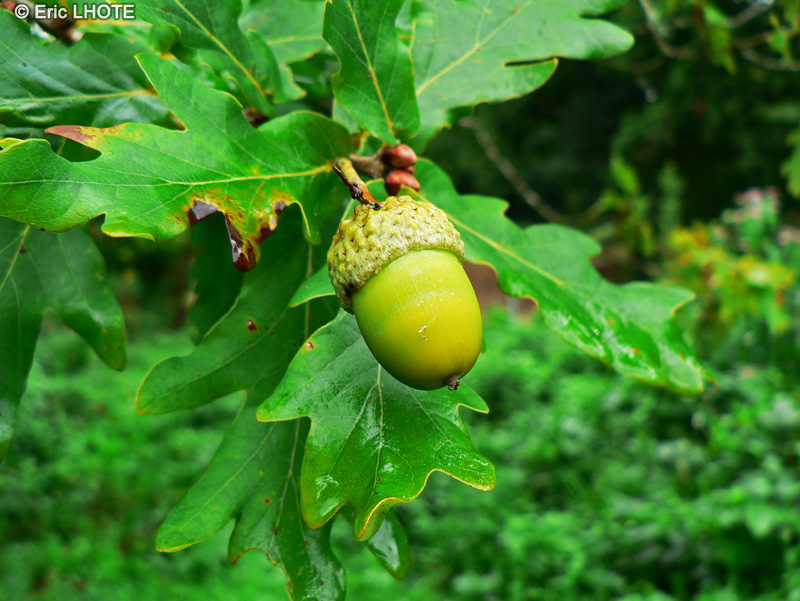 Fagaceae - Quercus robur - Chêne pédonculé