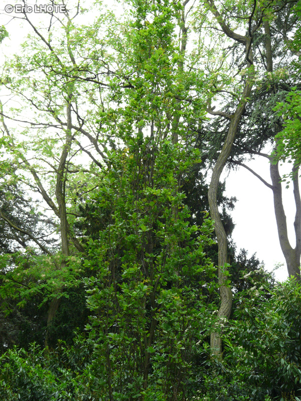  - Quercus robur Fastigiata - 