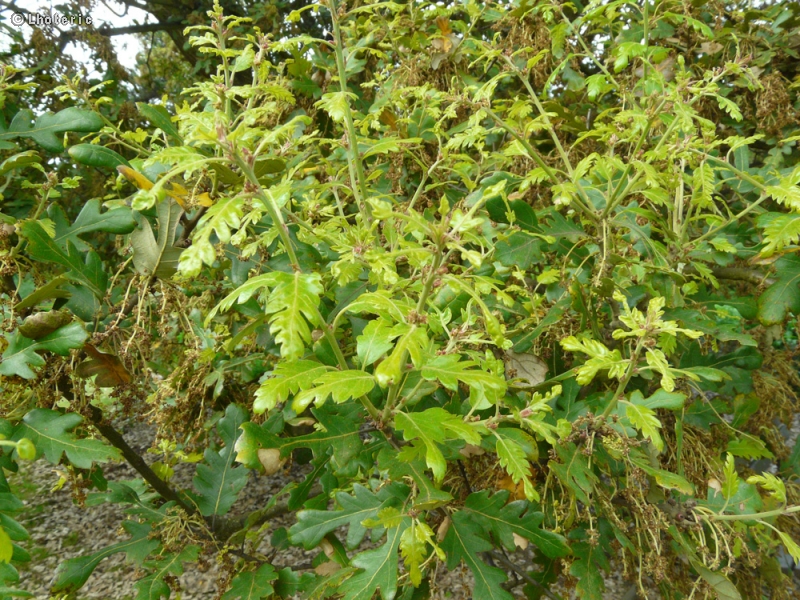  - Quercus x hispanica Lucombeana - 