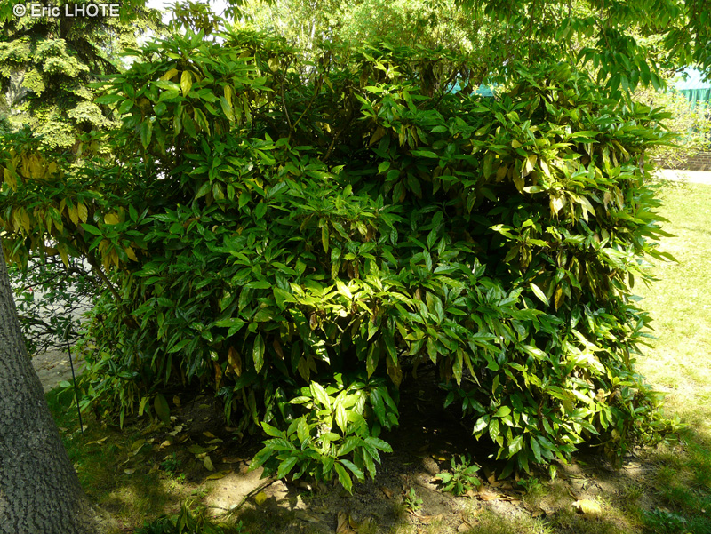 Garryaceae - Aucuba himalaica - Aucuba de l’Himalaya