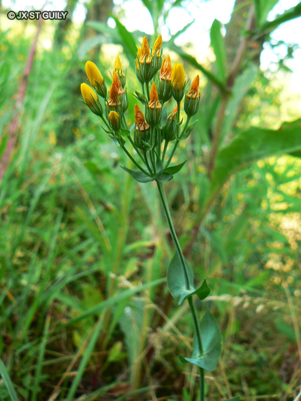 Gentianaceae - Blackstonia perfoliata - Centaurée jaune, Chlorette à feuilles perfoliées, Blackstonie perfoliée