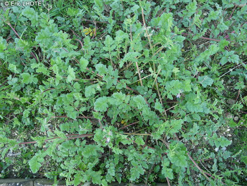 Geraniaceae - Erodium botrys - Erodium en grappes, Bec de grue en grappes