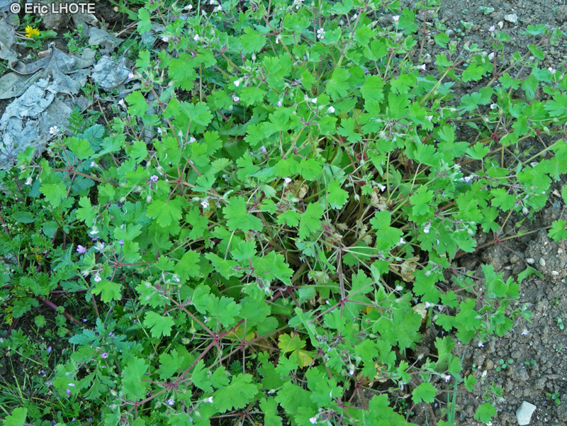 Geraniaceae - Erodium ciconium - Bec de cigogne