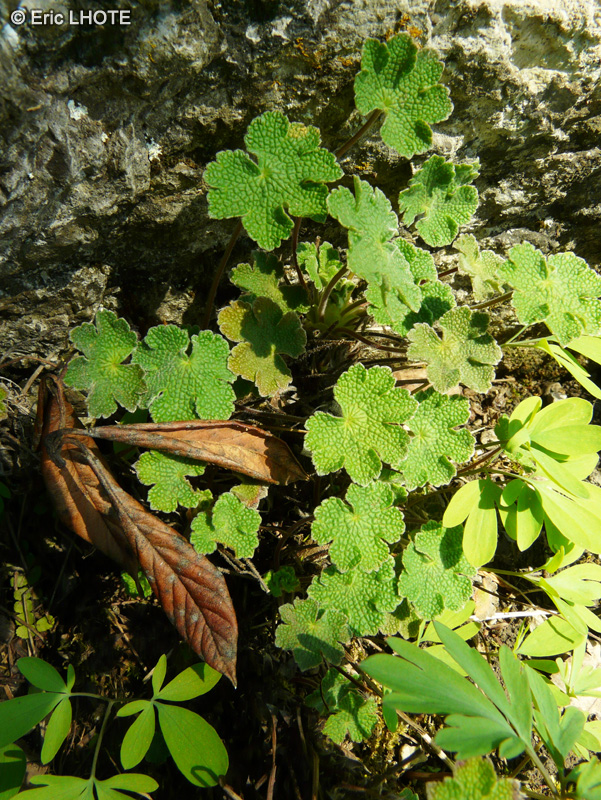 Geraniaceae - Geranium renardii - Géranium du Caucase, Géranium à feuilles de crêpe