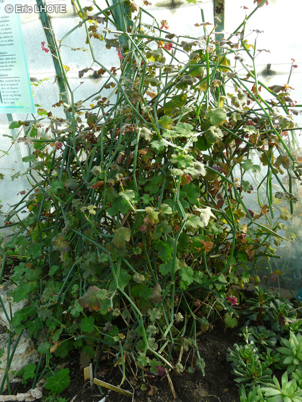  - Pelargonium echinatum - 