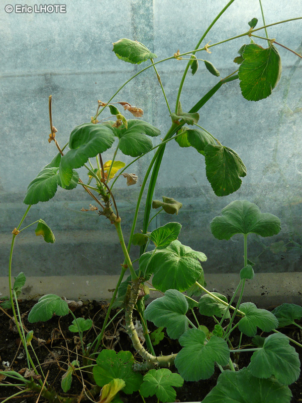 Geraniaceae - Pelargonium echinatum - Pélargonium à aiguillons