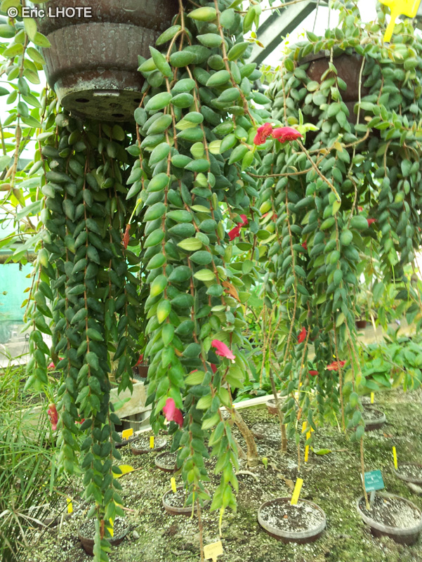 Gesneriaceae - Aeschynanthus gracilis - Aeschynanthe