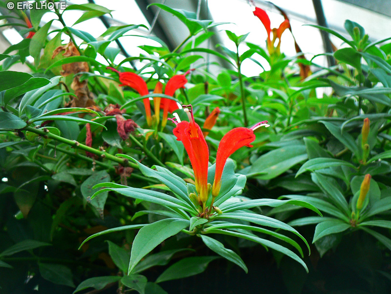 Gesneriaceae - Aeschynanthus speciosus - Aeschynanthe remarquable, Plante rouge à lèvres