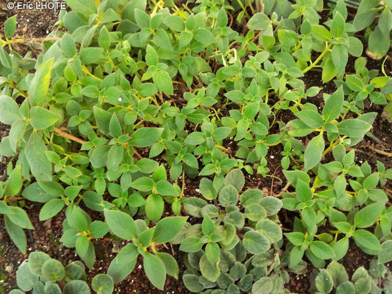Gesneriaceae - Kohleria eriantha - Trompette rouge