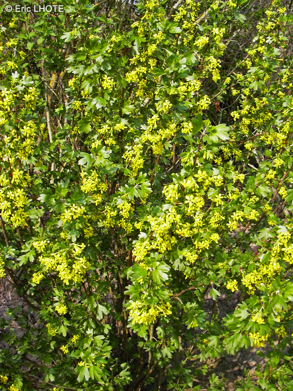 Grossulariaceae - Ribes odoratum - Groseiller odorant