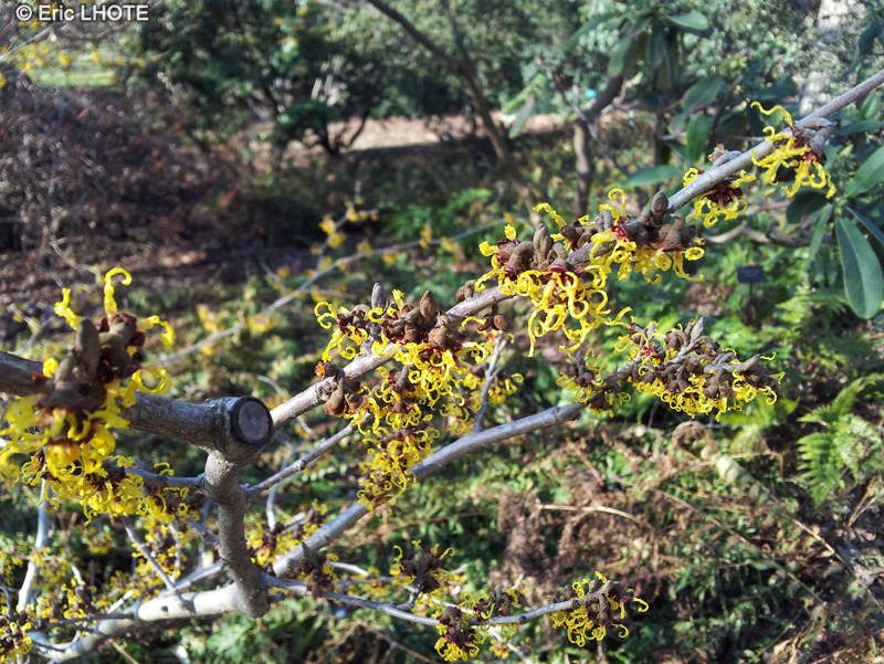  - Hamamelis japonica Arborea - 