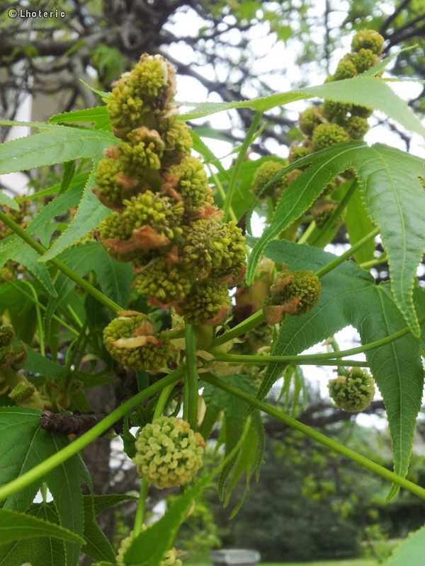 Hamamelidaceae - Liquidambar styraciflua - Copalme d'Amérique