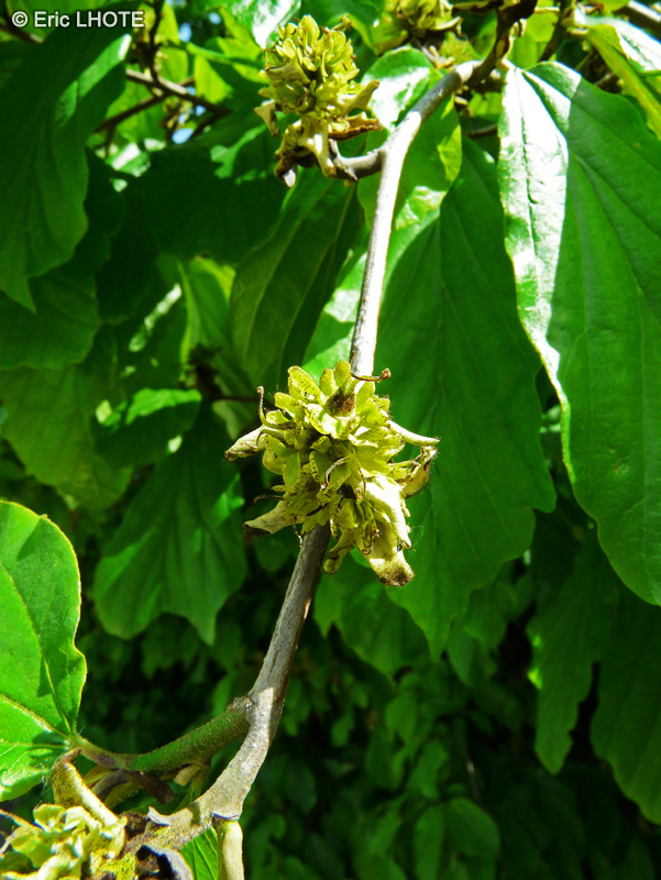 Hamamelidaceae - Parrotia persica - Parrotie de Perse, Arbre de fer, Hêtre de Perse, Arbre Perroquet