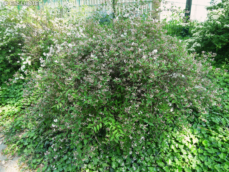 Hydrangeaceae - Deutzia x rosea Carminea - Deutzie