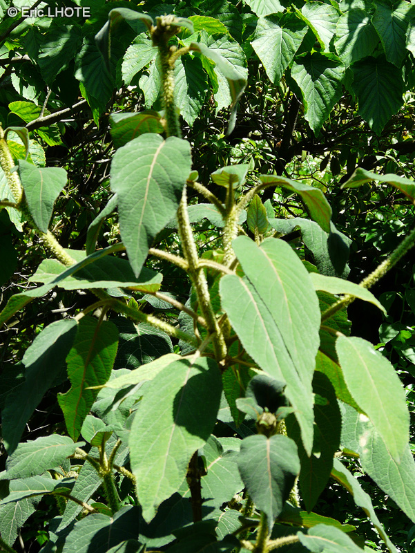  - Hydrangea aspera ssp. sargentiana - 