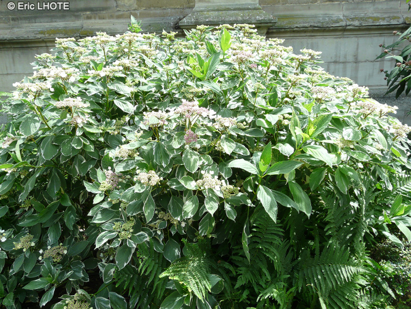 Hydrangeaceae - Hydrangea macrophylla Tricolor - Hortensia à grandes feuilles tricolores