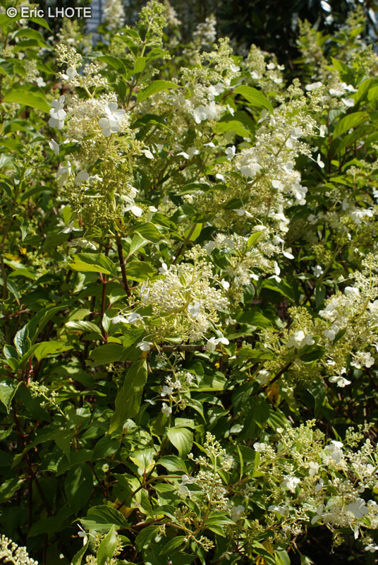 Hydrangeaceae - Hydrangea paniculata - Hydrangéa paniculé
