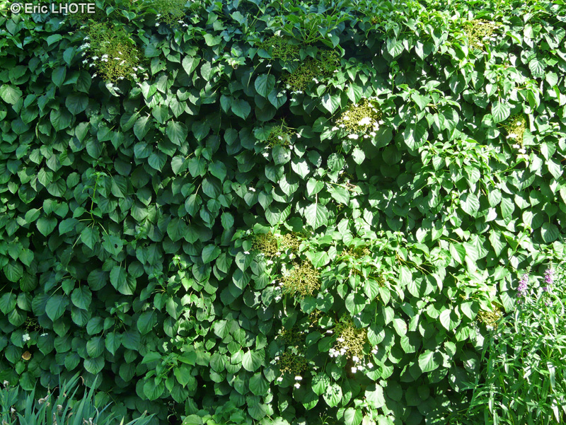 Hydrangeaceae - Hydrangea petiolaris - Hortensia grimpant