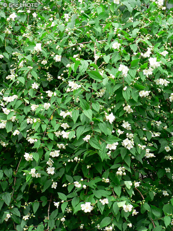 Hydrangeaceae - Philadelphus coronarius - Seringat, Jasmin des poètes