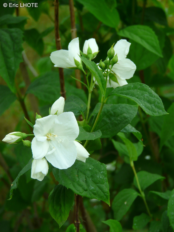 Hydrangeaceae - Philadelphus x lemoinei - Seringat
