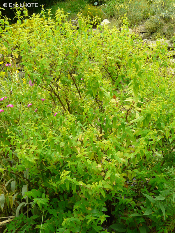 Hypericaceae - Hypericum Hircinum - Androsème fétide