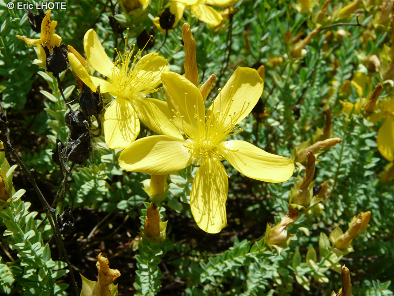 Hypericaceae - Hypericum olympicum - Millepertuis